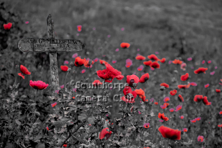 Cross in poppy field